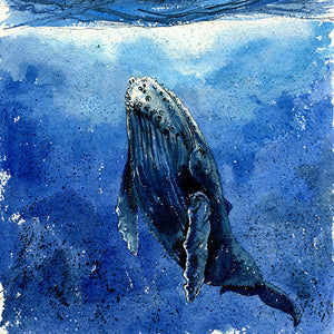 "Still" Humpback Whale Original Watercolor Painting