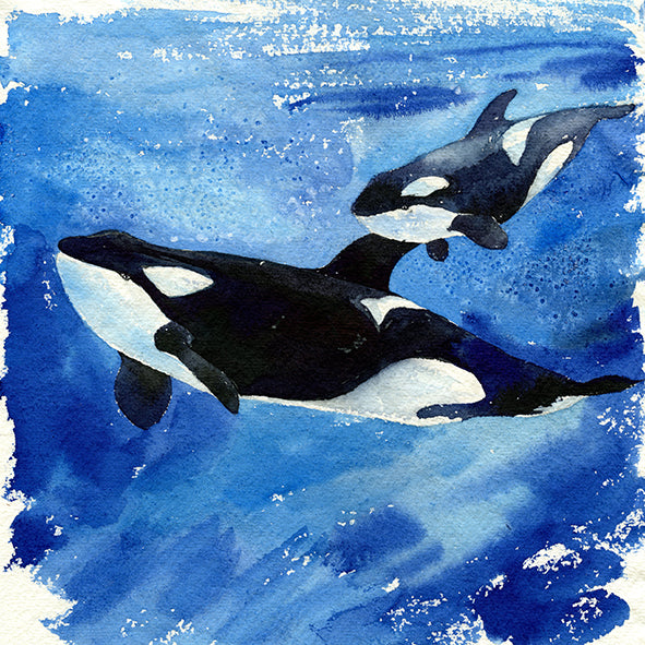 "Katina and Unna" Mama & Baby Orca Whales Art-Print