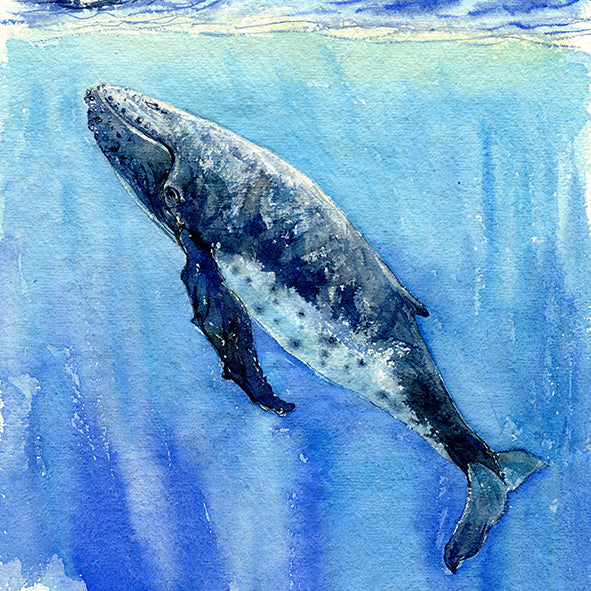 "Enlightenment" Humpback Whale Original Watercolor Painting