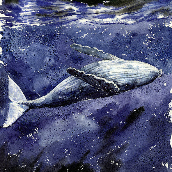 "Shallow" Humpback Whale Original Watercolor Painting