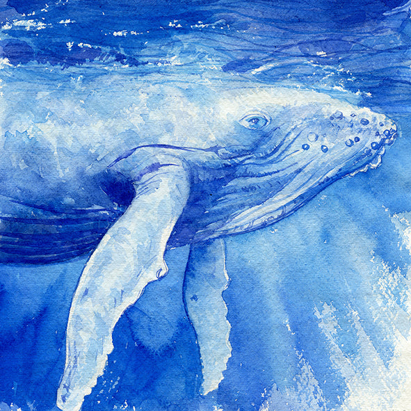"Vava'u" Humpback Whale Calf Original Watercolor Painting